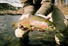 On the Fly: Fishing is as good as it gets right now through the Roaring Fork Valley