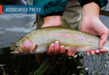 Rising Colorado River temps causing increased concern for trout, chub – St George News