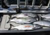 Denis Peirce: Going north For great coho fishing