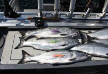 Denis Peirce: Going north For great coho fishing