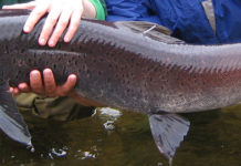 Fish Facts: Siberian Taimen (Hucho taimen)