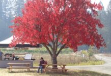 Fishing report: Experience the fall colors where you can as river, stream and lake levels remain low | Carson City Nevada News