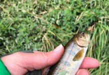 Utah Cutthroat Slam reaches 1,000th slam milestone | News, Sports, Jobs