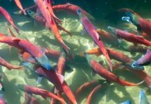 Go Where the Hungry Fish Are