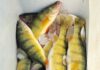 Yellow perch fishing brightens Lighthouse Festival: NE Ohio fishing report