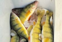 Yellow perch fishing brightens Lighthouse Festival: NE Ohio fishing report