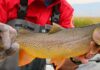 Cutthroat trout with PhDs growing well, big in Wyoming’s Flat Creek