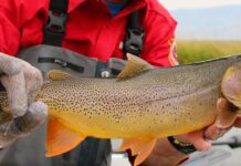 Cutthroat trout with PhDs growing well, big in Wyoming’s Flat Creek