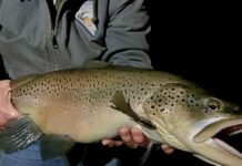 Trout and bass ready for boat anglers at Comins Lake