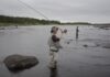 Overheating rivers threatening Newfoundland’s wild Atlantic salmon