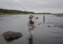 Overheating rivers threatening Newfoundland’s wild Atlantic salmon