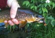 Classic Pro Tips: How to Fish Streamers in Small Waters