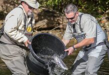 Trout stocked in Cuyahoga River at Water Works Park in Cuyahoga Falls