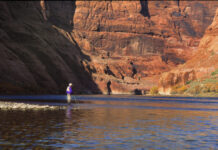 Growing concern for trout and chub on Colorado River | News, Sports, Jobs
