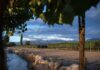 Argentina Wine Country Hotels Worth Planning a Trip Around