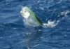 Florida charter fishing boats bemoan dwindling mahi mahi, blame commercial fishing tactics