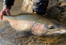 Pro Tips: How to Catch Fall-Run Great Lakes Steelhead
