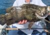 Pro Tips: How to Catch Tripletail this Fall