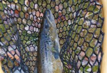 Salmon Season: The Fish of a Thousand Casts