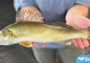 Increasing Walleye Numbers Cause Concern for Salmon and Steelhead Smolts