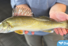 Increasing Walleye Numbers Cause Concern for Salmon and Steelhead Smolts
