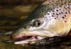 Video Pro Tips: How to Catch Big, Picky Trout