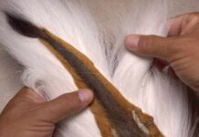 Video: Understanding Different Kinds of Bucktail Hair