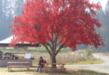 Fishing light, but leaves are beautiful