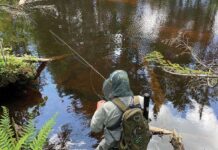 In search of native strains