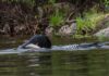 Loons are harassing anglers by stealing fish off their hooks