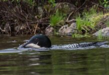 Loons are harassing anglers by stealing fish off their hooks