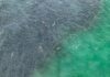 Watch: Blacktip Shark Feeding Frenzy of Florida Mullet