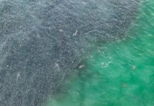 Watch: Blacktip Shark Feeding Frenzy of Florida Mullet
