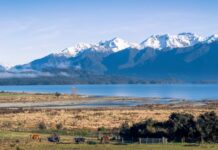 Dogs And Man Spell Death For Dotterels