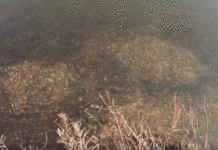 Video Pro Tips: Don’t Fish for Spawning Trout