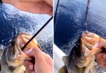 Watch an Angler Pull a 22-inch Snake Out of a 16-inch Bass