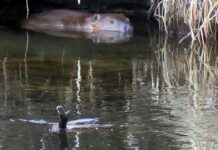 Beavers, cutthroats and river health show not all of PitCo budget is dry | News