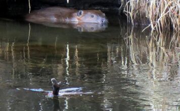 Beavers, cutthroats and river health show not all of PitCo budget is dry | News