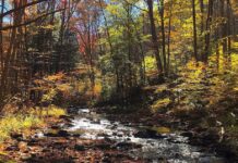 Sneaking out on a fall day to fly fish Medix Run | News