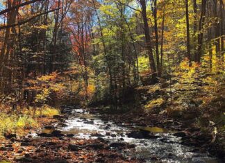 Sneaking out on a fall day to fly fish Medix Run | News