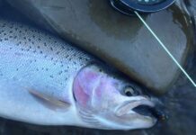 Today’s Sportsman: Fishing for steelies feels like home | Frederick County