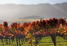 Capital One Venture X Holders Get Free Access to Travel Company PRIOR