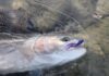 Swing a fly for steelhead | Lifestyles