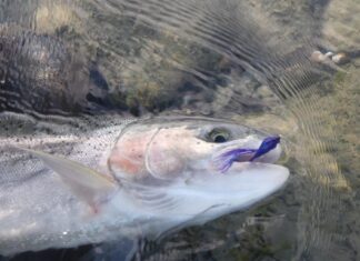 Swing a fly for steelhead | Lifestyles