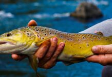 Grande Rio | Discover Taos