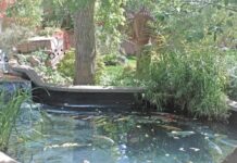 Koi and a fly fisher’s life – Boulder Daily Camera