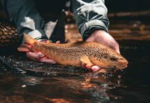 Euro streamers: Buying, tying and fishing ‘jig bombs’ | Hatch Magazine