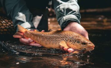 Euro streamers: Buying, tying and fishing ‘jig bombs’ | Hatch Magazine