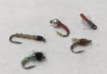 Salomone: The mightiest itty bitties