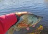 Bill May: Cold water panfish are plentiful this time of year